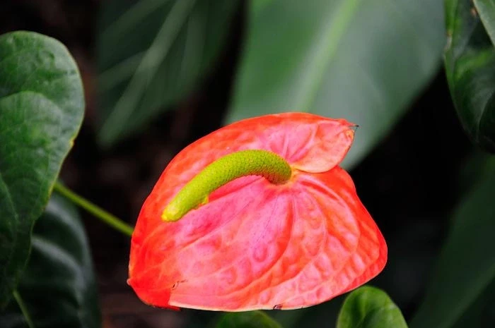 Ботанический сад