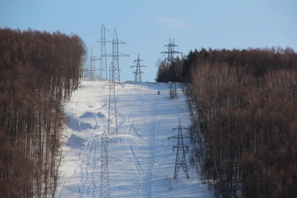 лес в городе