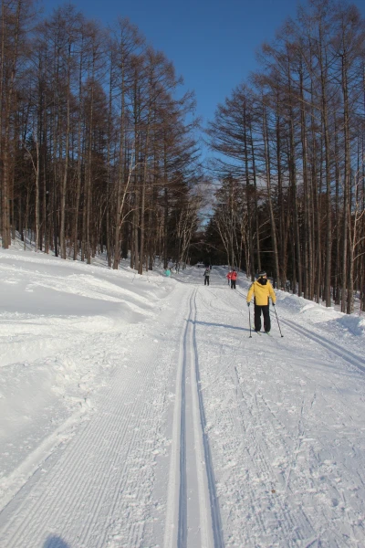 лес в городе