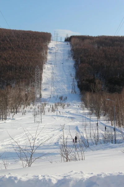 лес в городе