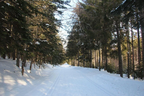 лес в городе