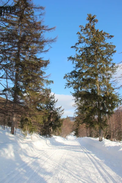 лес в городе