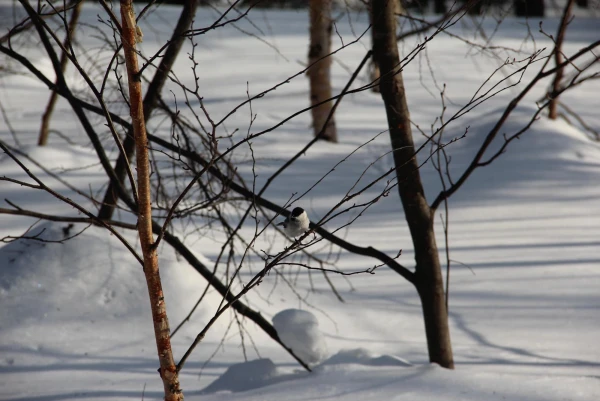 лес в городе