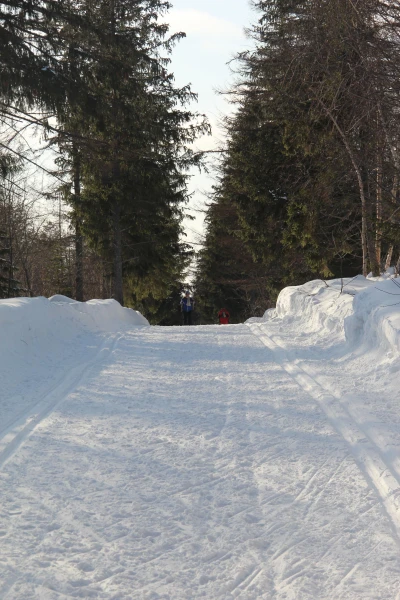 лес в городе