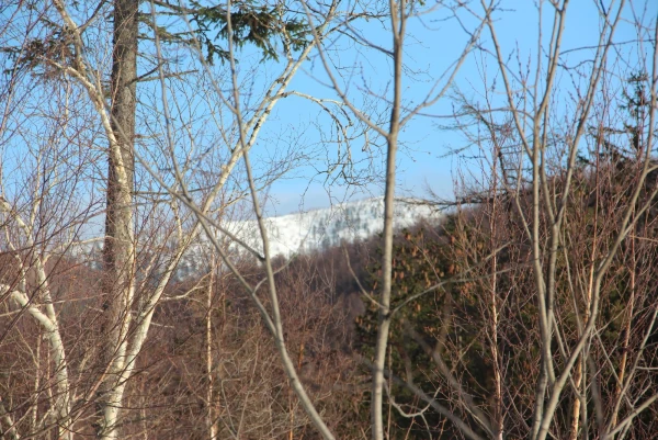 лес в городе