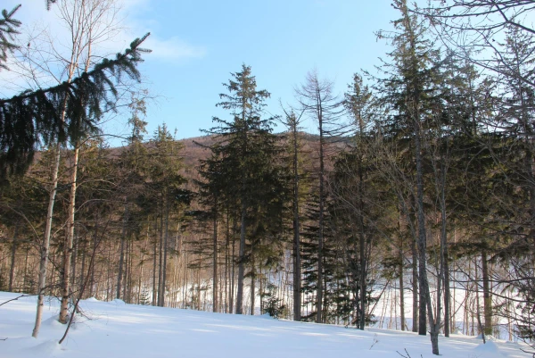 лес в городе