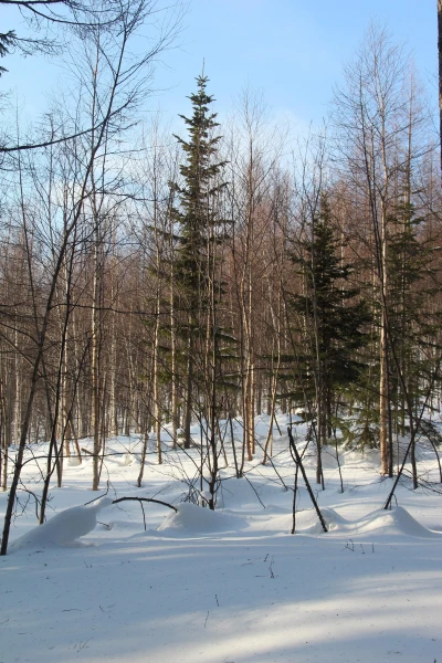 лес в городе