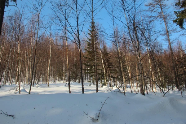 лес в городе
