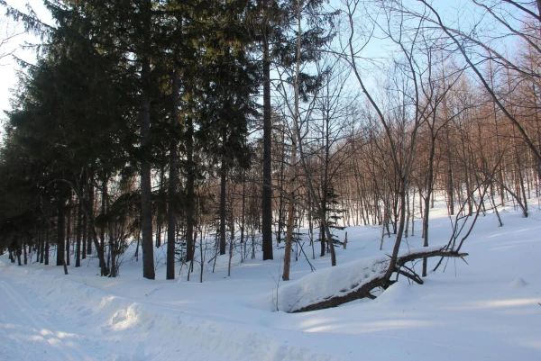 лес в городе