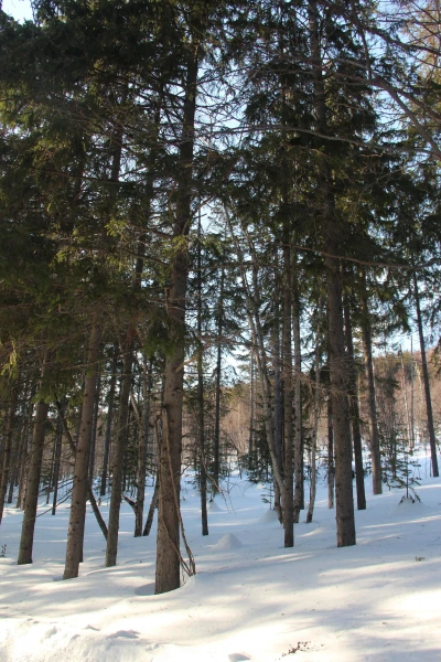 лес в городе