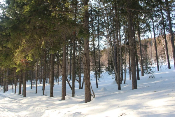 лес в городе