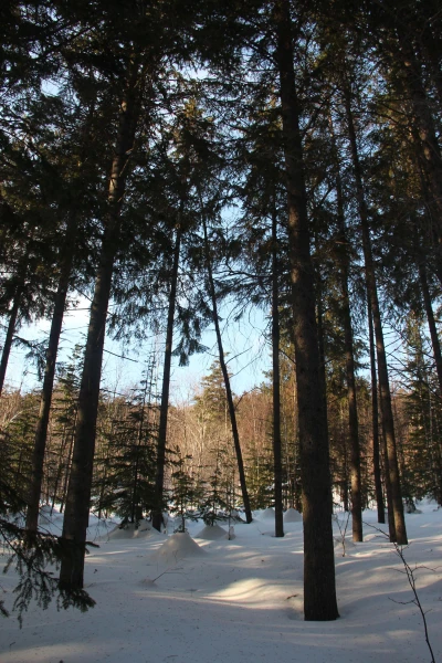 лес в городе
