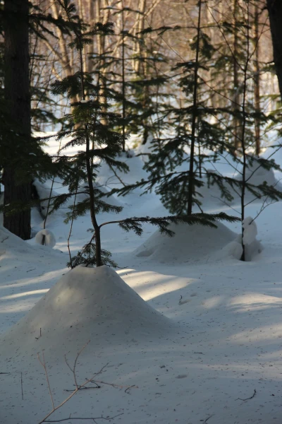 лес в городе