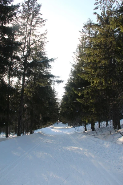 лес в городе