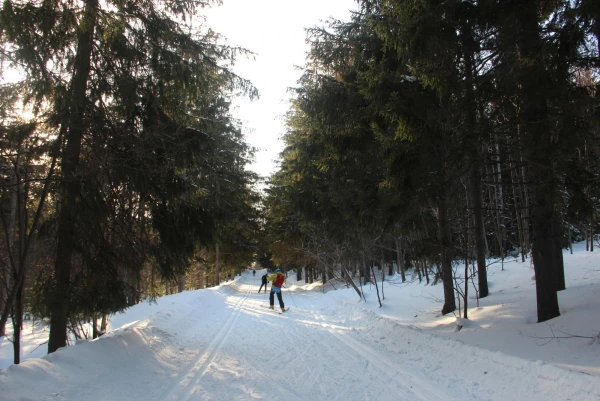 лес в городе