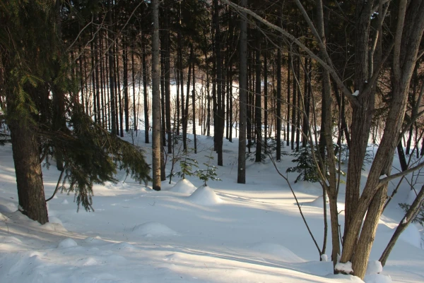 лес в городе