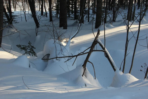 лес в городе