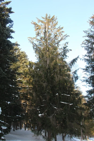 лес в городе
