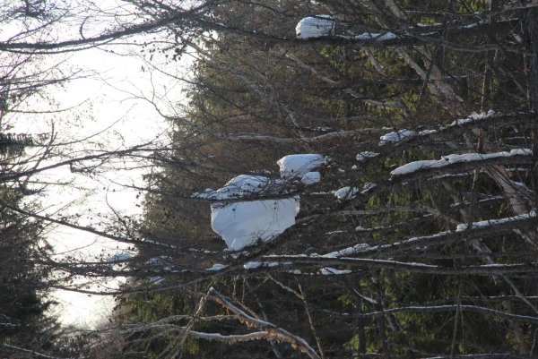 лес в городе
