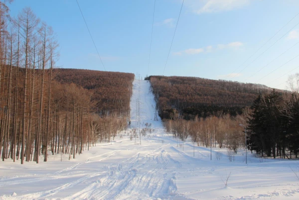 лес в городе