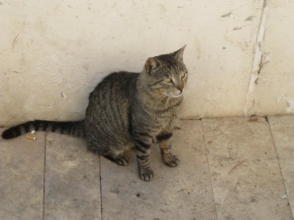 Котэ в старом городе