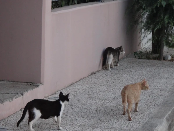 Кошачья банда... Греческие коты не любят фотографироваться