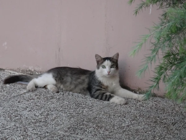 Котик