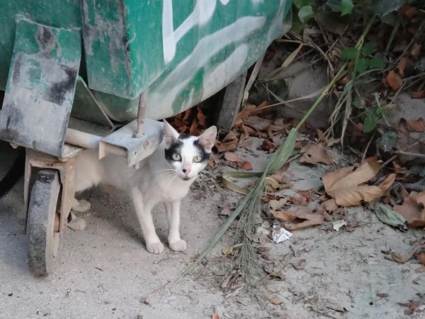 Котэ