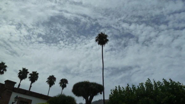 Хороша пальма!