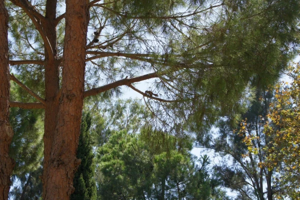 белка