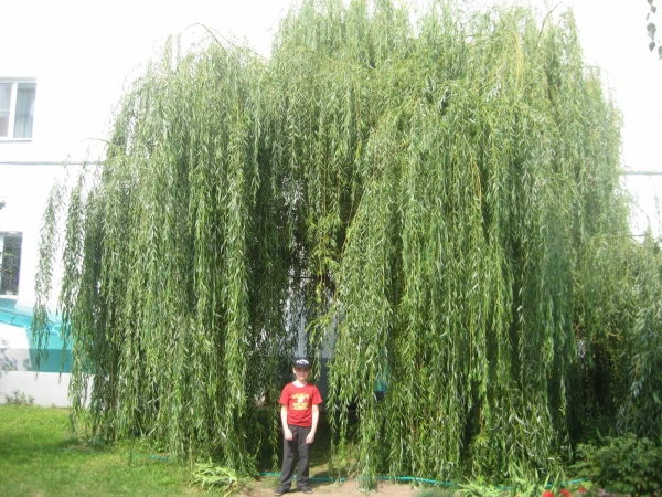 Муром