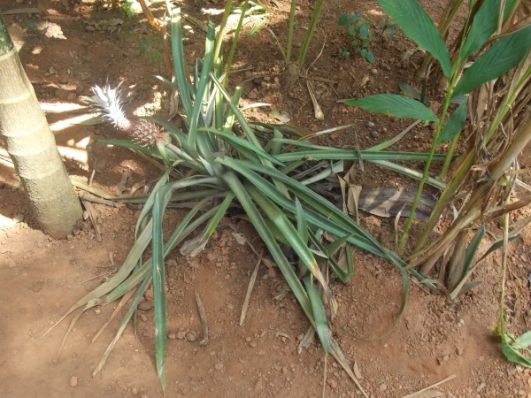 Экскурсия 1. Плантация специй.