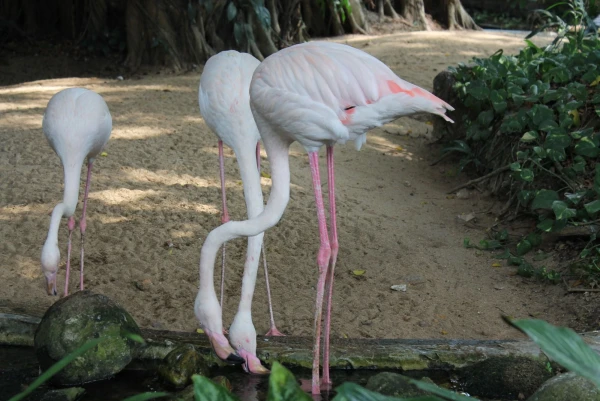 National Zoological Gardens