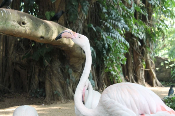 National Zoological Gardens