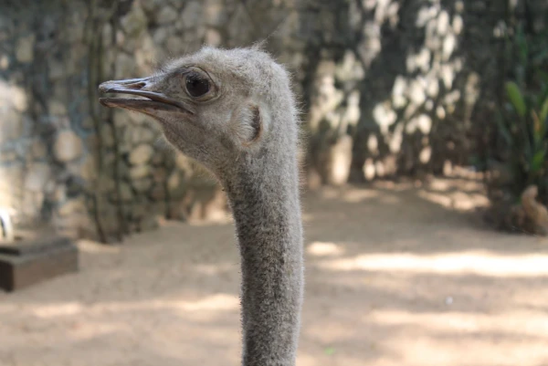 National Zoological Gardens