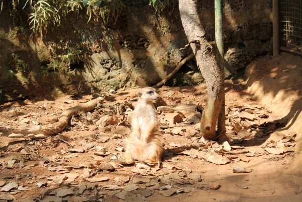 National Zoological Gardens