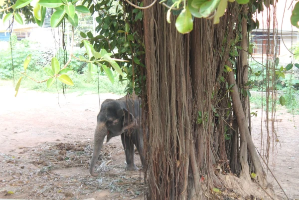 National Zoological Gardens