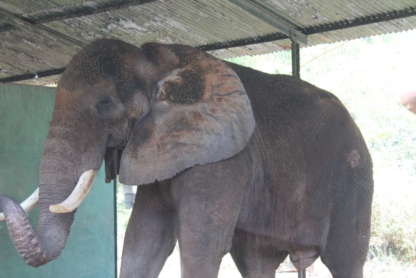 National Zoological Gardens