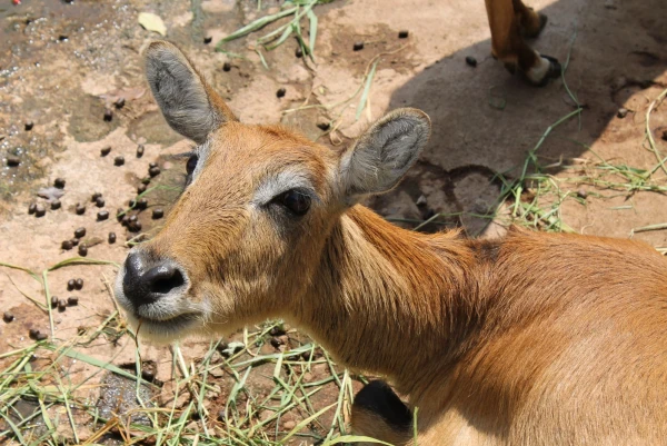 National Zoological Gardens