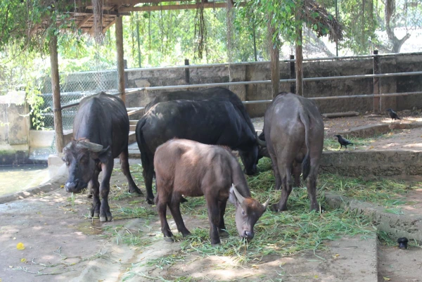 National Zoological Gardens