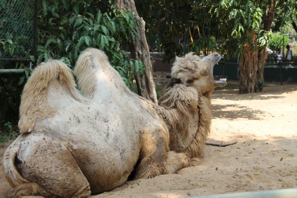 National Zoological Gardens