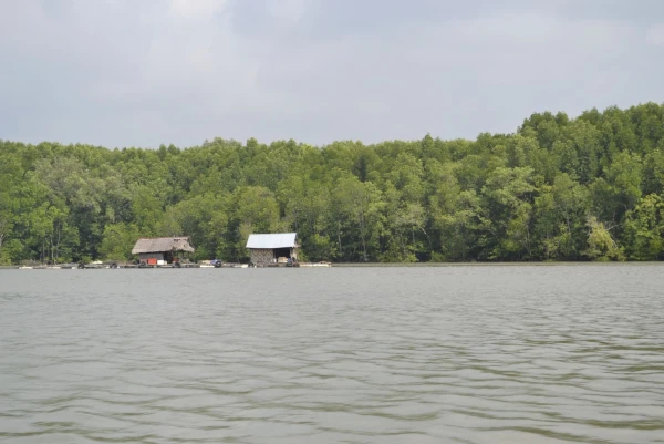 морские цыгане в мангровых лесах