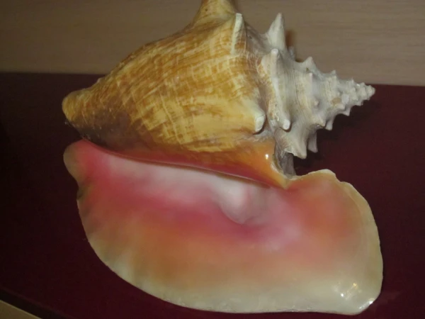 такие продаются на пляже