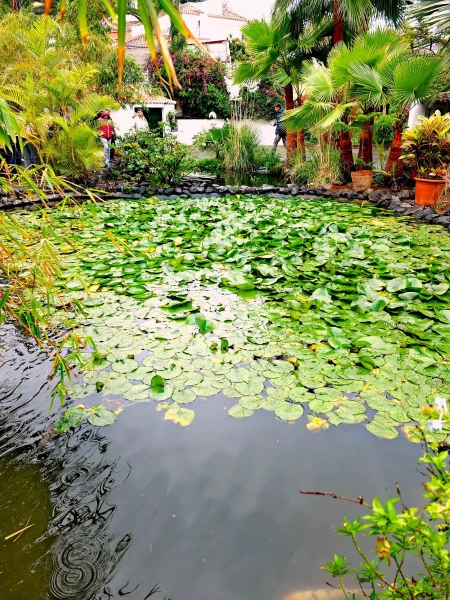 Сад орхидей Jardín Sitio Litre (г.Пуэрто-де-ла-Крус)