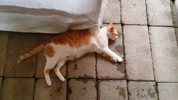 мимо рыжего кота я не могла пройти