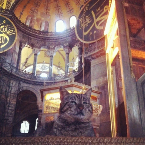 Айя София. Кошки везде.