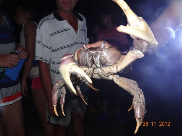 держи краба :-)