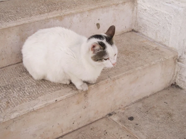 Коренной житель Альберобелло