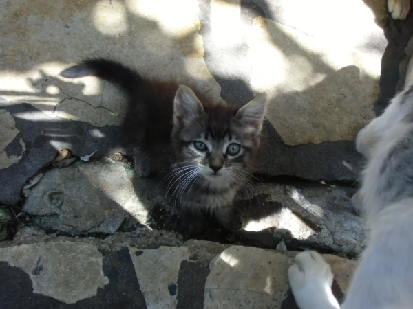 Монастырские кошки