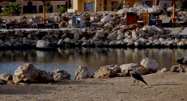 У отеля Robinson Soma Bay
